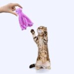 A tabby cat engaging with the Plush Catnip Octopus Toy, showcasing its interactive design.
