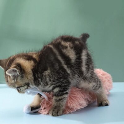 Kitten playing with pink caterpillar catnip toy